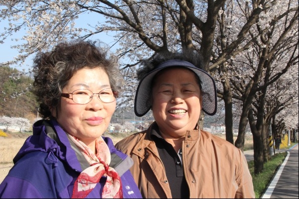 보은읍 죽전리에 산다는 이영순(63)씨와 김춘애(67)씨는 보청천 제방도로가 운동코스인데 화사한 벚꽃이 피어 운동하는 시간이 즐겁다고 말했다.