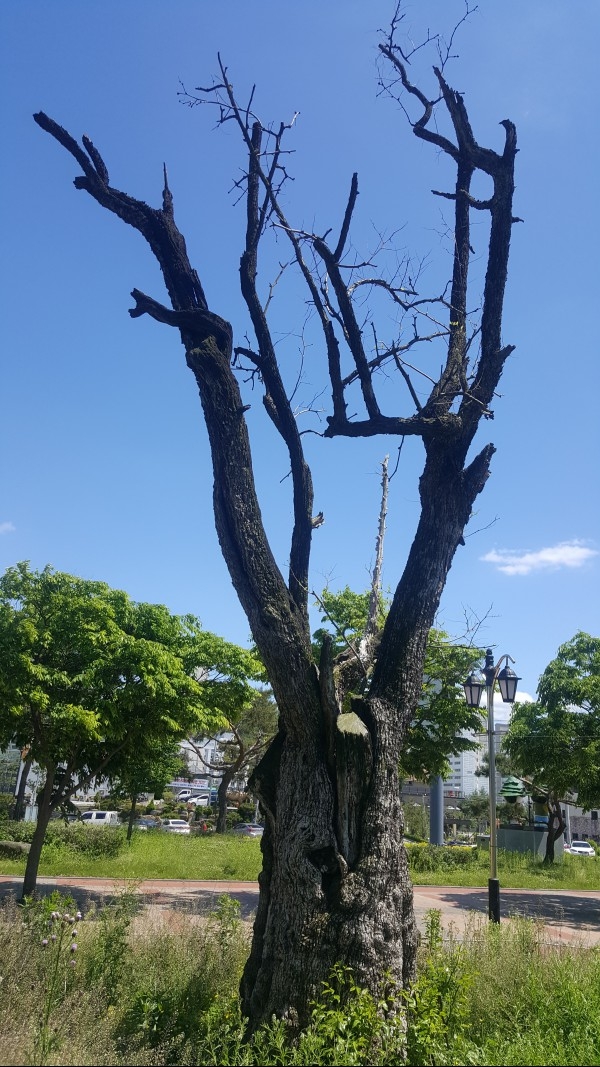 3천만원 주고 뱃들공원에 식재된 남양주산 500년된 대추나무로 활력을 잃어가고 있다.