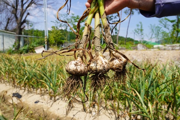 마로면에서 시범 재배중인 홍산마늘은 재배가 쉽고， 병해충에도 매우 강한 편이며，  고혈압， 고지혈증에 좋은 기능성 물질이 들어있어 소비자들이 관심을 보이고 있다.