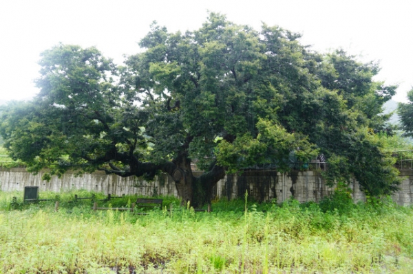 1982년 보은군 보호수 55호로 선정된 기대리의 느티나무. 현재는 아무도 찾지 않는 곳인것처럼 풀이 무성하게 자라있다.