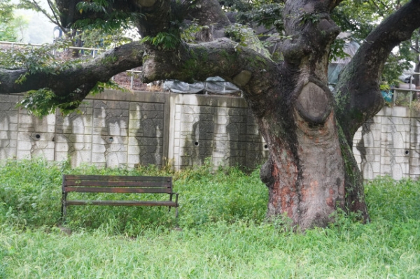 1982년 보은군 보호수 55호로 선정된 기대리의 느티나무. 현재는 아무도 찾지 않는 곳인것처럼 풀이 무성하게 자라있다.