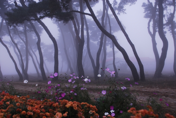 방풍림으로 조성된 임한리 소나무 숲. 100여 그루의 소나무 숲으로 풍경사진을 찍는 한국의 사진작가들에게 대표적인 촬영장이 되었다.