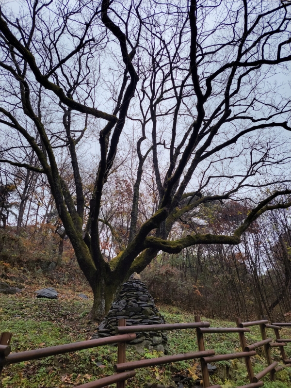 천연기념물 제518호로 지정된 회인면 용곡리 고욤나무.