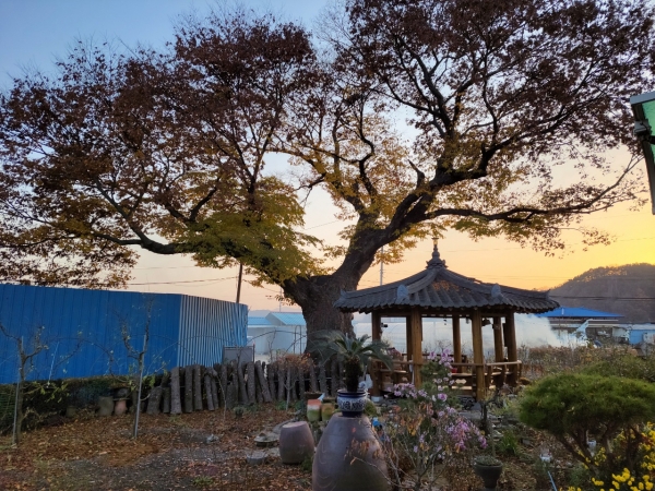 보호수 3호로 지정된 노거수 느티나무다. 우람찬 기운이 느껴질 만큼 멋진 느티나무가 마을 주민들의 안식처가 되어준다.