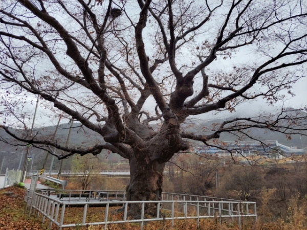 장안면 서원리에 위치한 보은군 보호수 5호 느티나무.