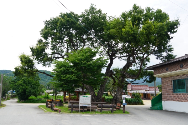 주민 화합의 장소가 된 갈평 1리 느티나무