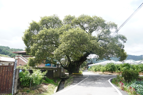 보호수로 지정되지 않았으나 후평리 마을과 함께 오랜세월을 함께 해온 버드나무의 모습이다.