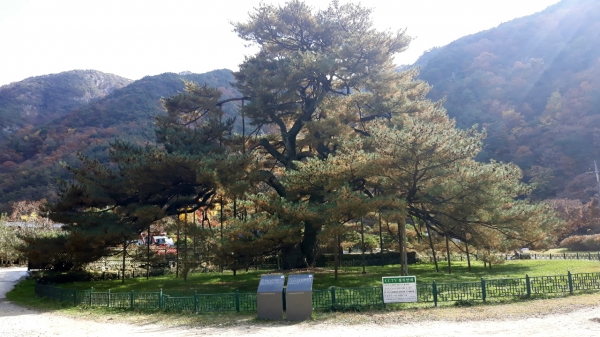 서원리에 있는 정부인 소나무의 모습.